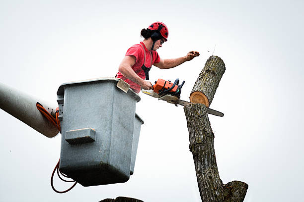 How Our Tree Care Process Works  in  Innovation, VA